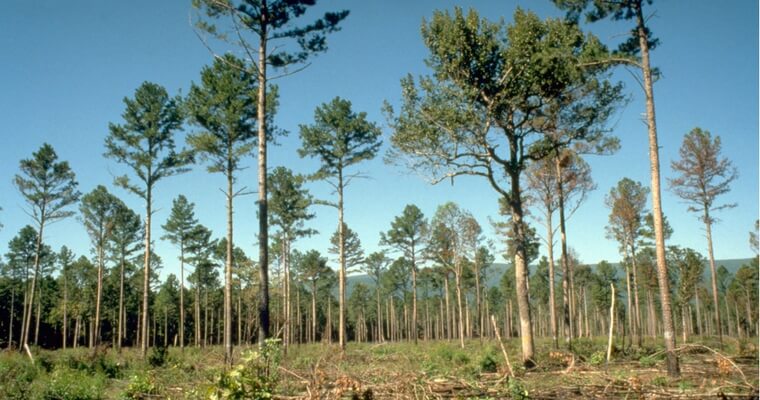 Pine Thinning Sale / Administration