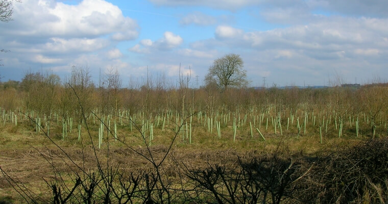 Commercial Tree Planting