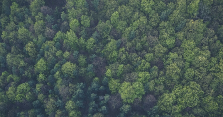 Timber Stand Improvement (TSI)