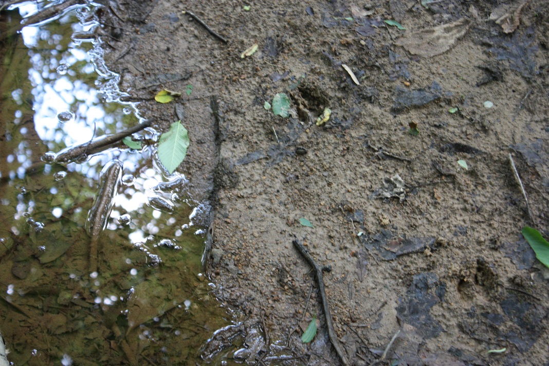 4 Deer Tracks in Creek.JPG