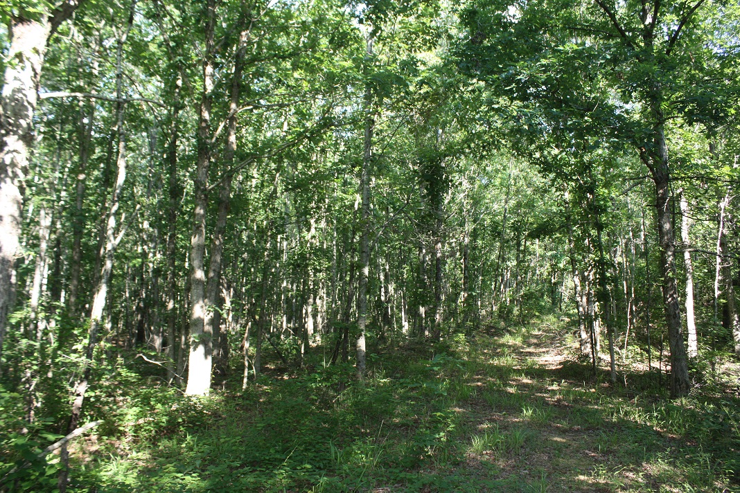 8 Woods Road.JPG