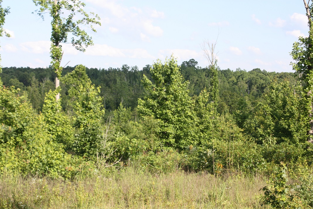 9 hardwood.JPG