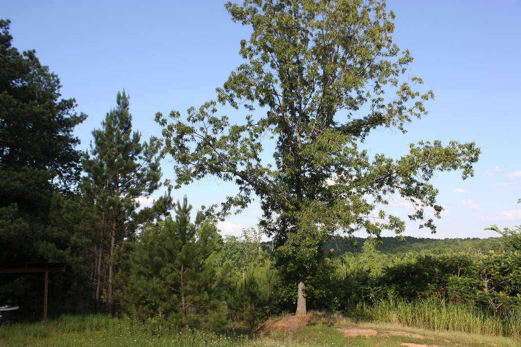 10 Cabin Legacy Tree.JPG