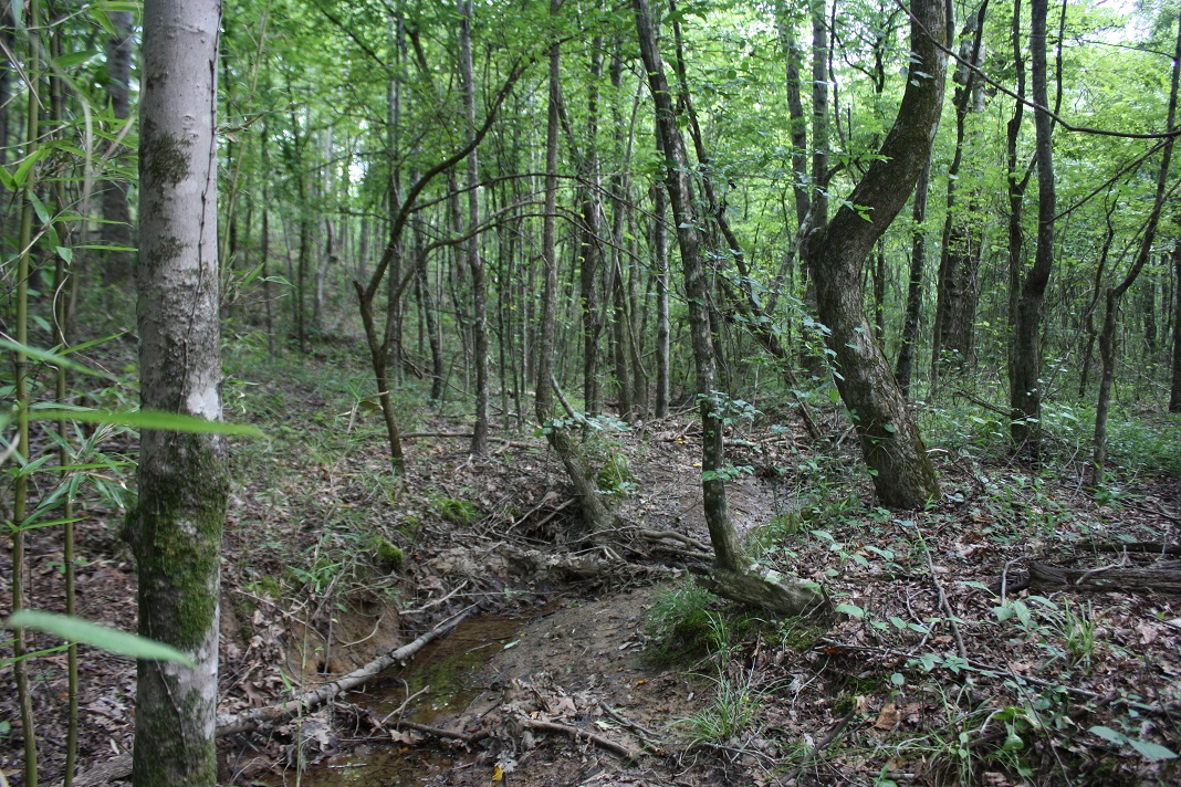 11 Creek.JPG
