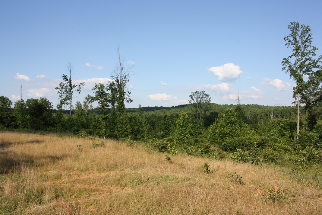 12 year hardwood.JPG