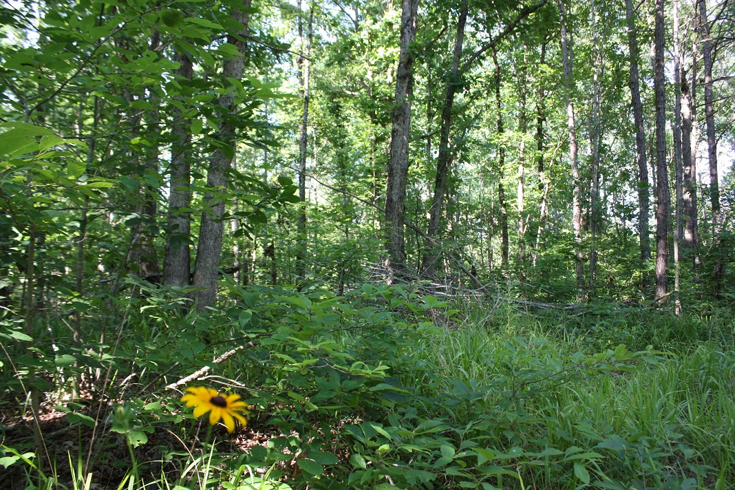 13 Flower Trail.JPG