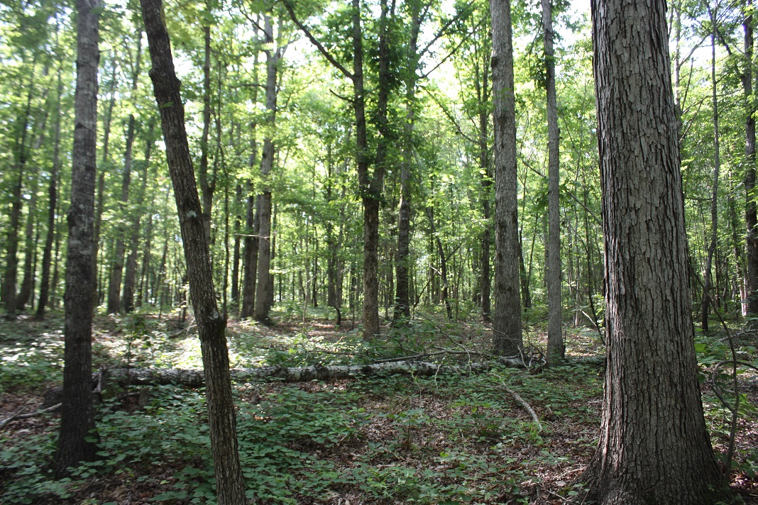 20 Hardwood 8.JPG