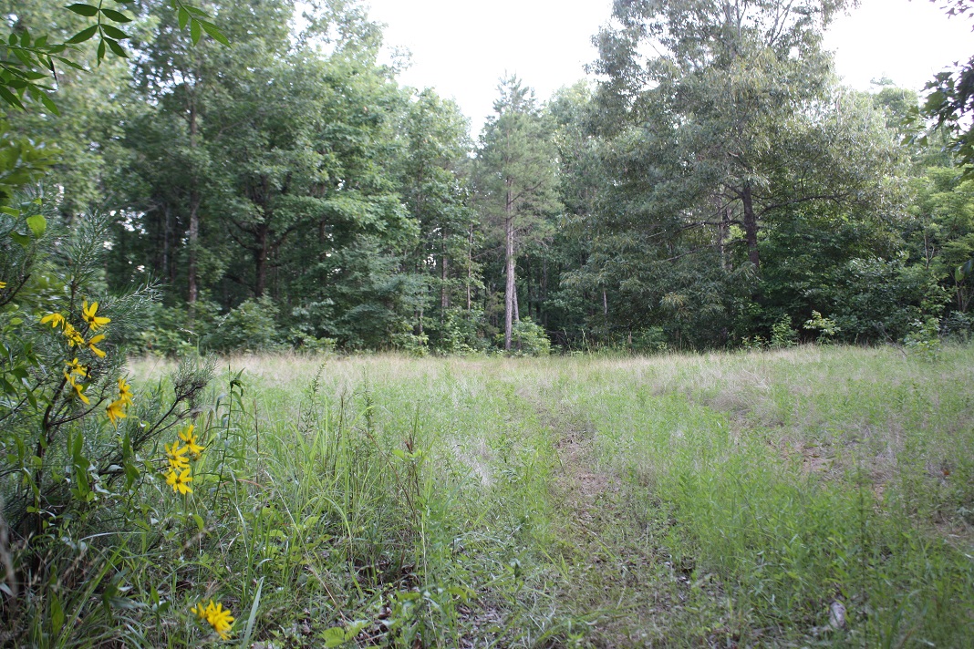22 Flowers and food plots.JPG