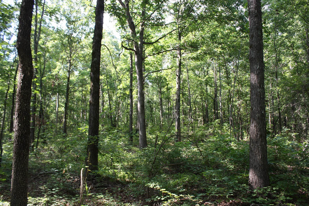 23 Hardwood 9.JPG