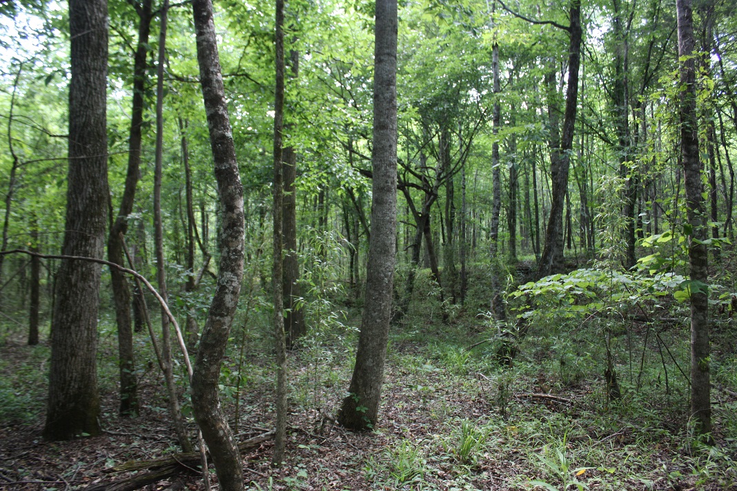 25 Hardwood 1.JPG