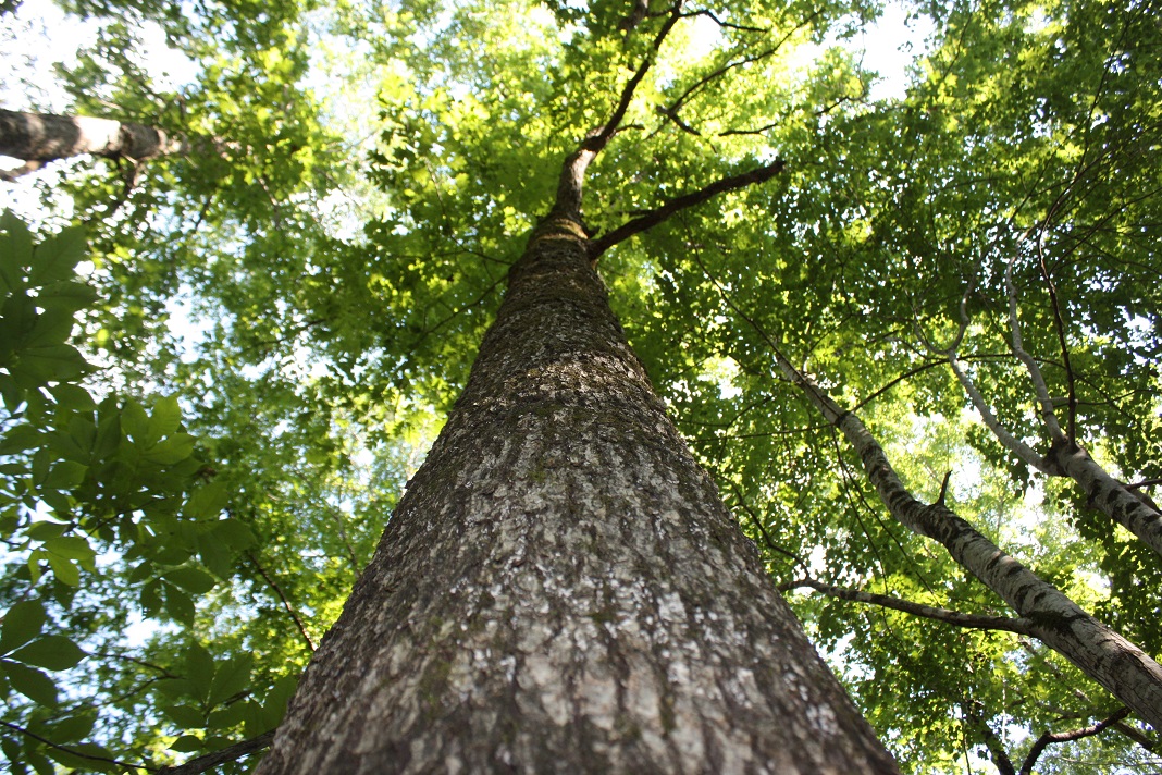 33 Towering Oak.JPG
