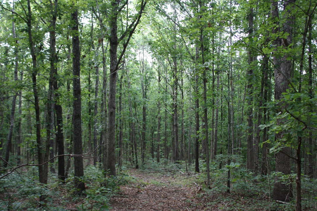 34 Wooded Trail.JPG