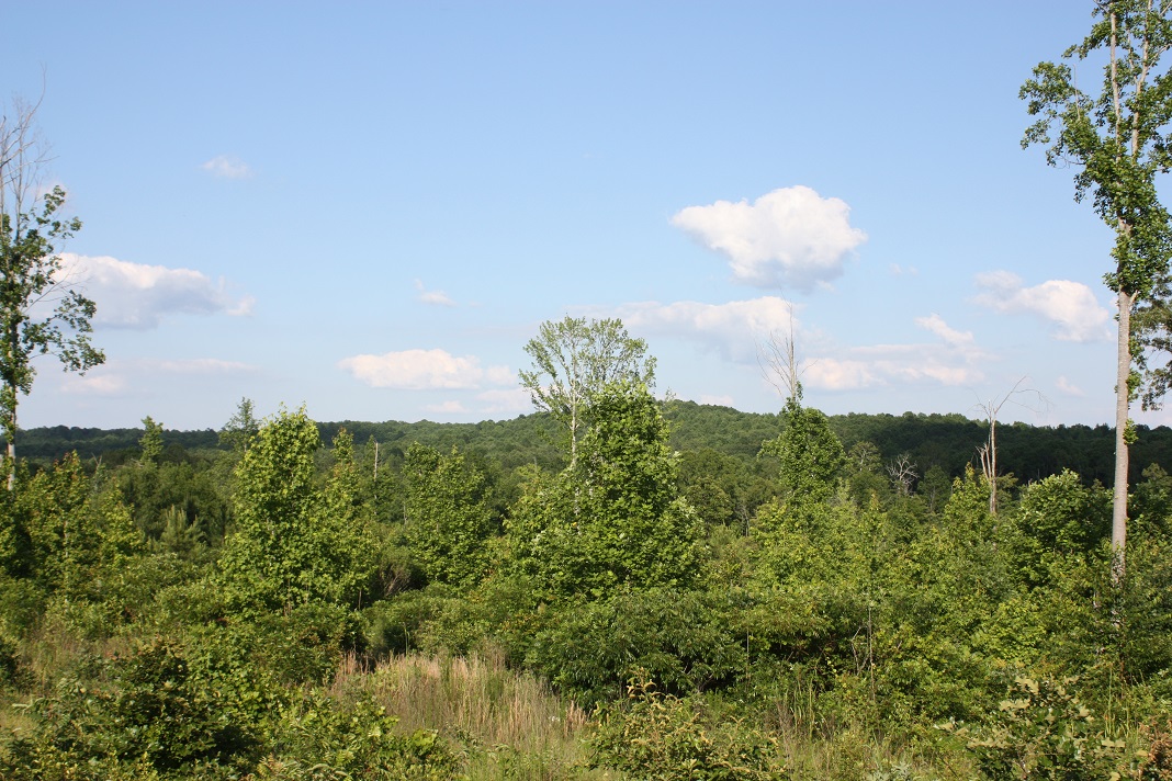 35 year hardwood 5.JPG