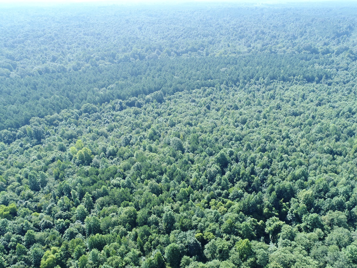 4 DJI_0017.jpg
