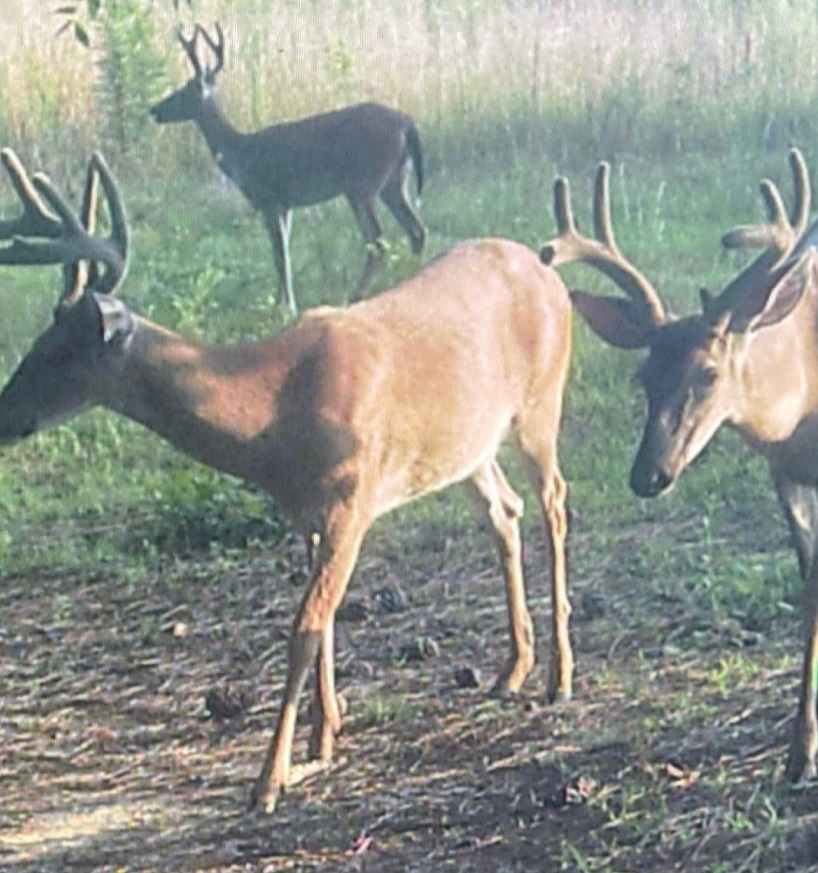 27 batch group bucks new.JPEG