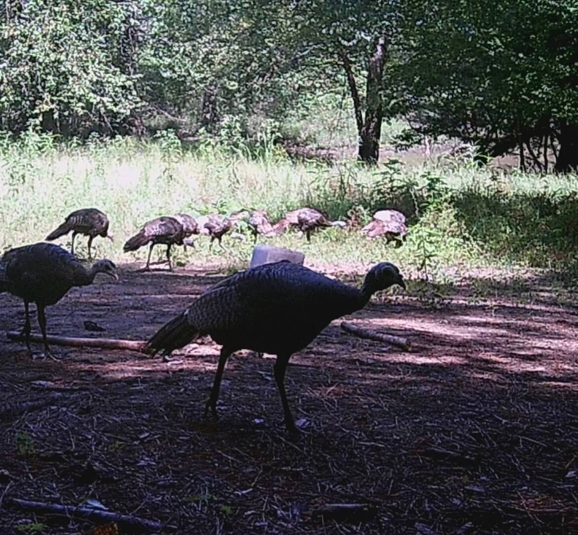 90 hens poults.JPG